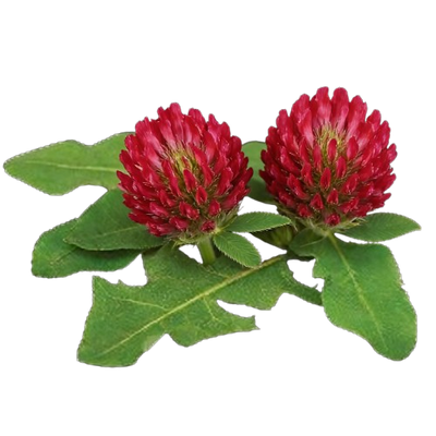 Red Clover Blossom Extract