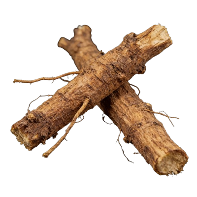 Stillingia Root
